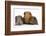 Mother Red Guinea Pig with Silver and Chocolate Babies in Line-Mark Taylor-Framed Photographic Print