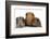 Mother Red Guinea Pig with Silver and Chocolate Babies in Line-Mark Taylor-Framed Photographic Print