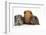 Mother Red Guinea Pig with Silver and Chocolate Babies in Line-Mark Taylor-Framed Photographic Print