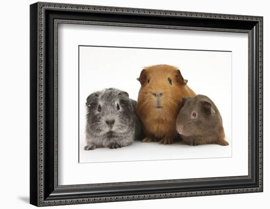 Mother Red Guinea Pig with Silver and Chocolate Babies in Line-Mark Taylor-Framed Photographic Print