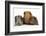 Mother Red Guinea Pig with Silver and Chocolate Babies in Line-Mark Taylor-Framed Photographic Print