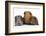 Mother Red Guinea Pig with Silver and Chocolate Babies in Line-Mark Taylor-Framed Photographic Print