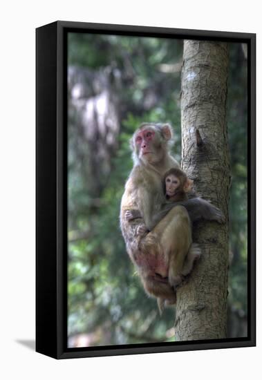 Mother Rhesus Macaque and Baby Wulingyuan District, China-Darrell Gulin-Framed Premier Image Canvas