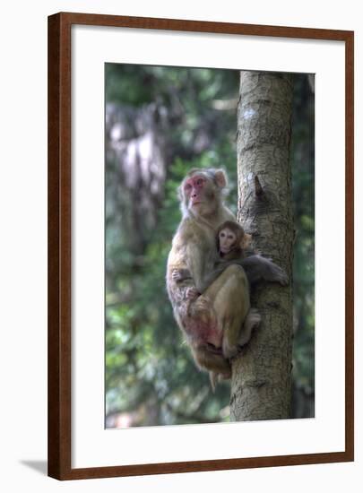 Mother Rhesus Macaque and Baby Wulingyuan District, China-Darrell Gulin-Framed Photographic Print