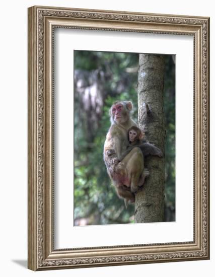 Mother Rhesus Macaque and Baby Wulingyuan District, China-Darrell Gulin-Framed Photographic Print