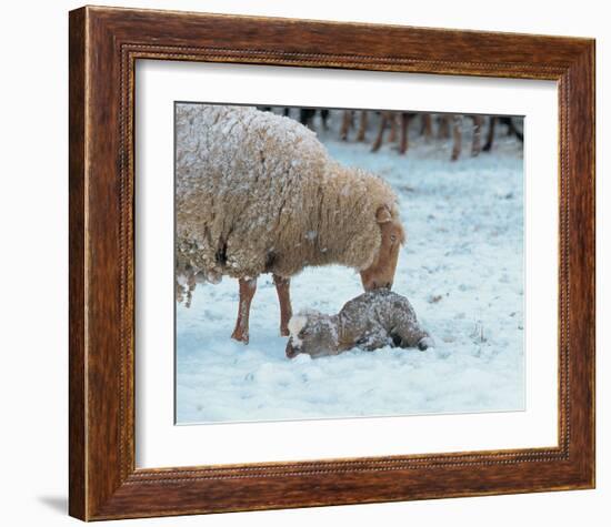 Mother Sheep and Baby in Snow-null-Framed Art Print