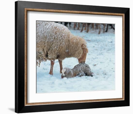 Mother Sheep and Baby in Snow-null-Framed Art Print