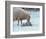 Mother Sheep and Baby in Snow-null-Framed Art Print