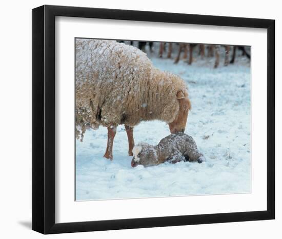 Mother Sheep and Baby in Snow-null-Framed Art Print