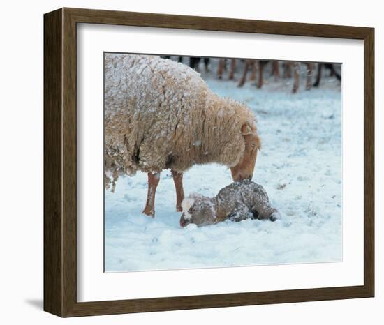 Mother Sheep and Baby in Snow-null-Framed Art Print