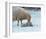 Mother Sheep and Baby in Snow-null-Framed Art Print