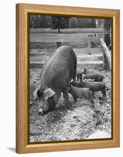 Mother Suckling Babies-Ed Clark-Framed Premier Image Canvas