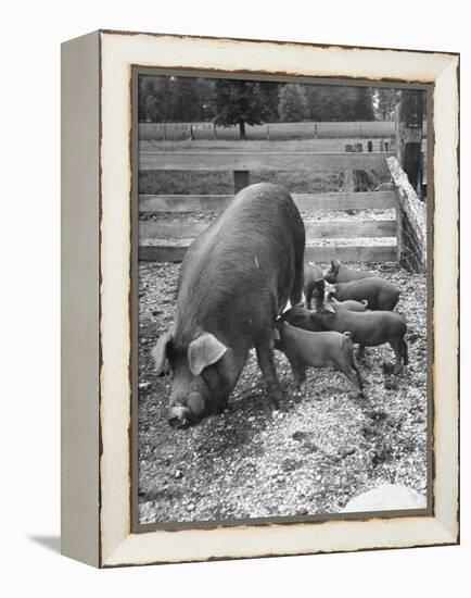 Mother Suckling Babies-Ed Clark-Framed Premier Image Canvas