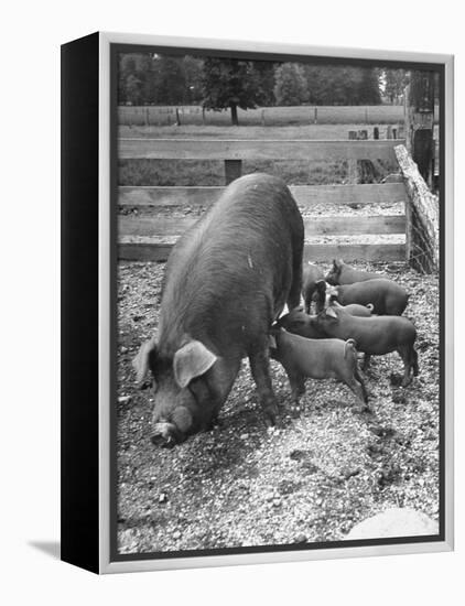 Mother Suckling Babies-Ed Clark-Framed Premier Image Canvas