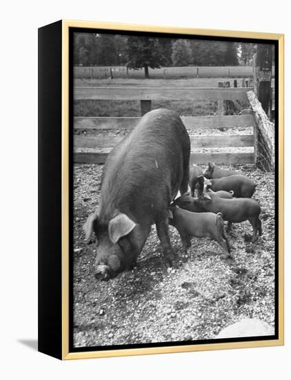 Mother Suckling Babies-Ed Clark-Framed Premier Image Canvas