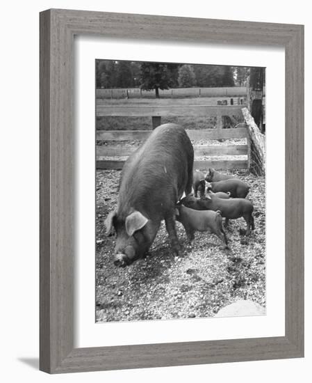 Mother Suckling Babies-Ed Clark-Framed Photographic Print