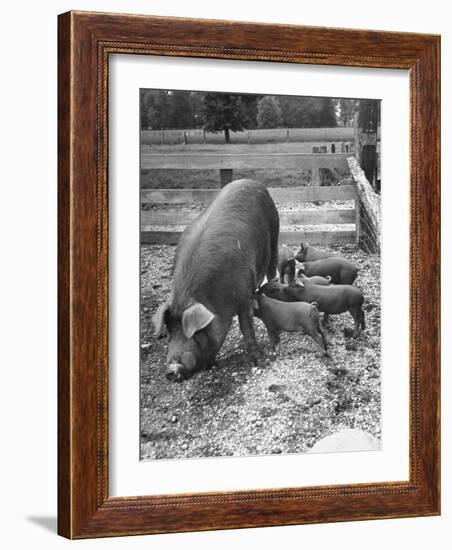 Mother Suckling Babies-Ed Clark-Framed Photographic Print