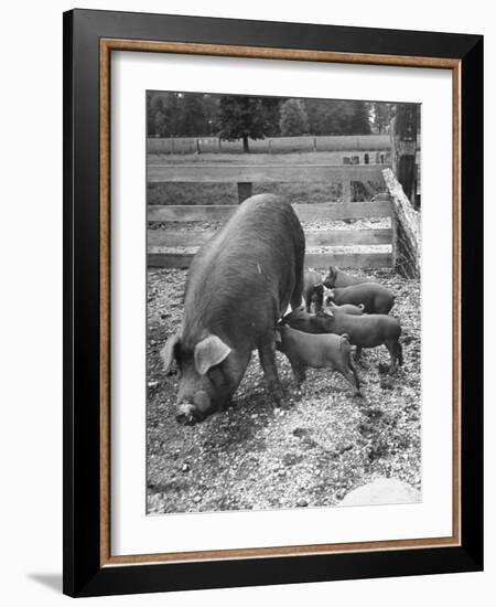 Mother Suckling Babies-Ed Clark-Framed Photographic Print