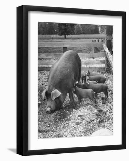 Mother Suckling Babies-Ed Clark-Framed Photographic Print