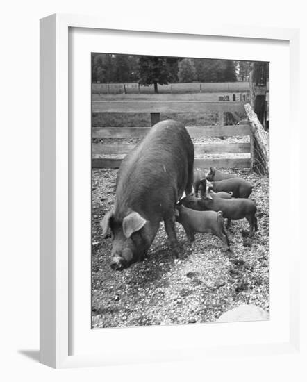 Mother Suckling Babies-Ed Clark-Framed Photographic Print