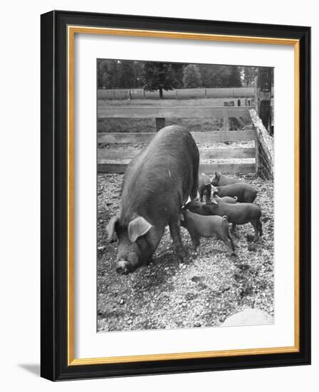 Mother Suckling Babies-Ed Clark-Framed Photographic Print