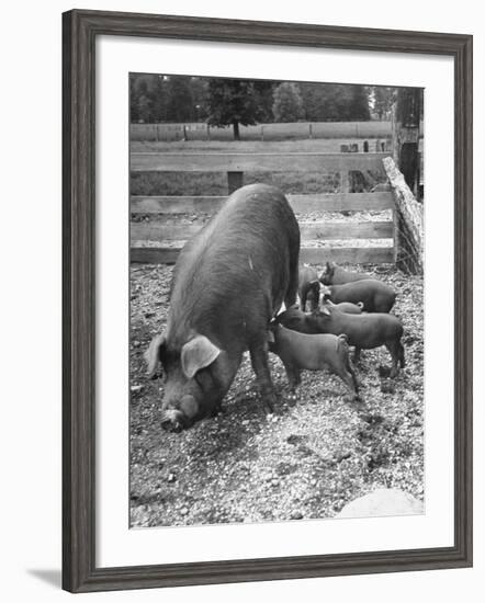 Mother Suckling Babies-Ed Clark-Framed Photographic Print