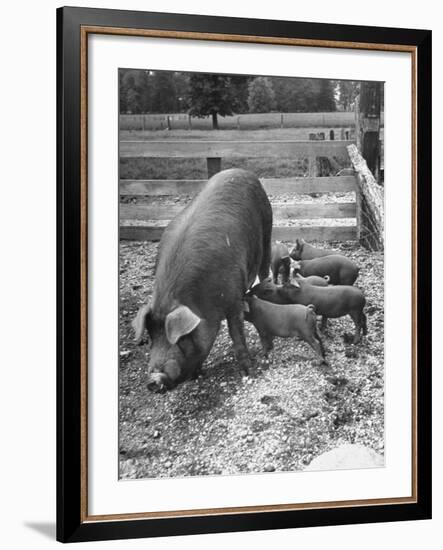 Mother Suckling Babies-Ed Clark-Framed Photographic Print