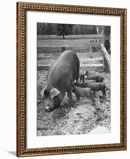 Mother Suckling Babies-Ed Clark-Framed Photographic Print