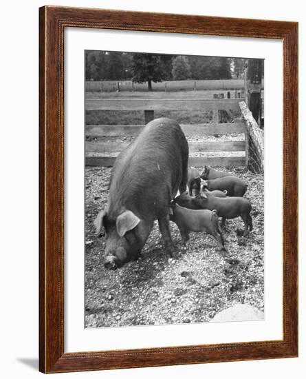 Mother Suckling Babies-Ed Clark-Framed Photographic Print