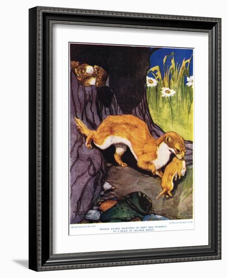 Mother Weasel Beginning to Shift Her Offspring, Illustration from 'The New Natural History', by…-Warwick Reynolds-Framed Giclee Print