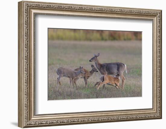 Mother White-tailed deer allowing young to suckle, Finland-Jussi Murtosaari-Framed Photographic Print