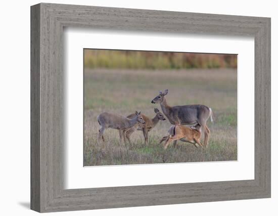 Mother White-tailed deer allowing young to suckle, Finland-Jussi Murtosaari-Framed Photographic Print