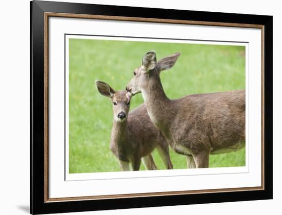 Mother With Fawn-Donald Paulson-Framed Giclee Print