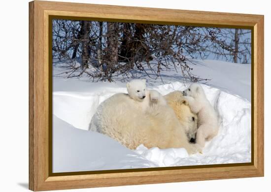 Mothers and Cubs in Nursing Den-Howard Ruby-Framed Premier Image Canvas