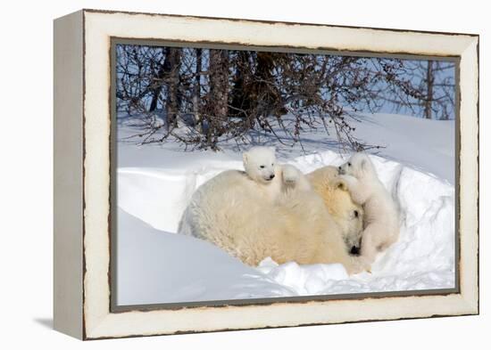 Mothers and Cubs in Nursing Den-Howard Ruby-Framed Premier Image Canvas