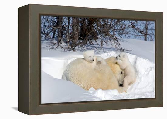 Mothers and Cubs in Nursing Den-Howard Ruby-Framed Premier Image Canvas