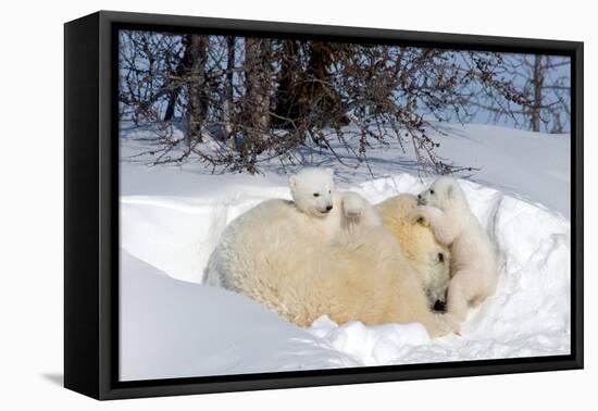 Mothers and Cubs in Nursing Den-Howard Ruby-Framed Premier Image Canvas