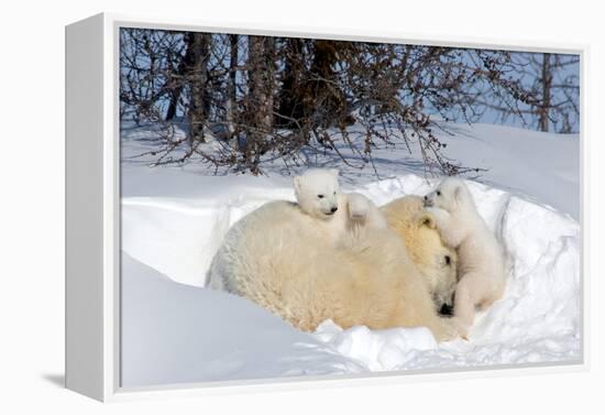 Mothers and Cubs in Nursing Den-Howard Ruby-Framed Premier Image Canvas