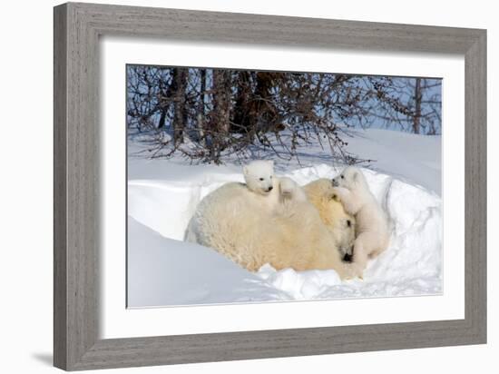 Mothers and Cubs in Nursing Den-Howard Ruby-Framed Photographic Print