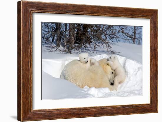 Mothers and Cubs in Nursing Den-Howard Ruby-Framed Photographic Print