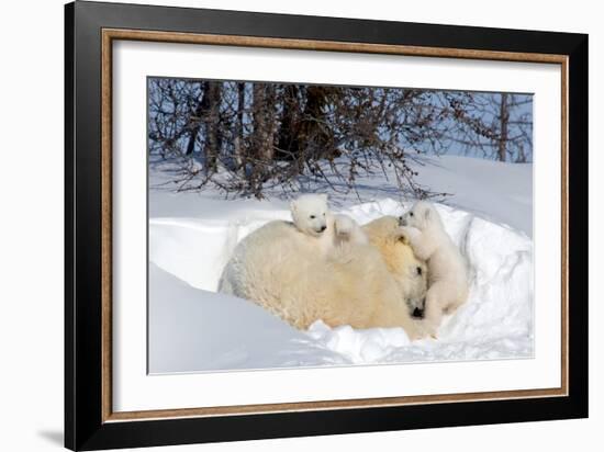 Mothers and Cubs in Nursing Den-Howard Ruby-Framed Photographic Print