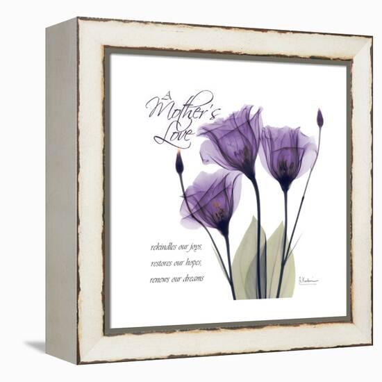 Mothers Love Gentian-Albert Koetsier-Framed Stretched Canvas