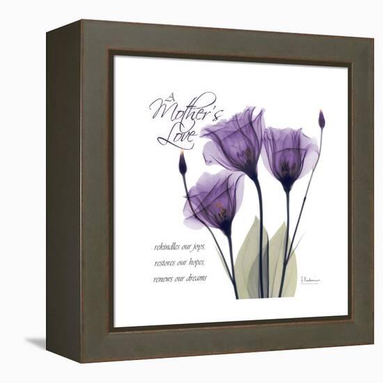 Mothers Love Gentian-Albert Koetsier-Framed Stretched Canvas