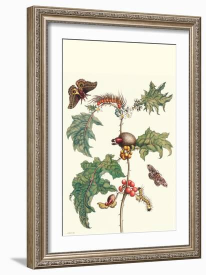 Moths and a Potato Plant-Maria Sibylla Merian-Framed Art Print