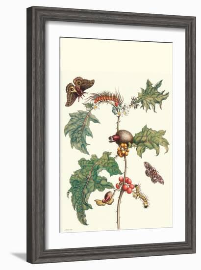 Moths and a Potato Plant-Maria Sibylla Merian-Framed Art Print