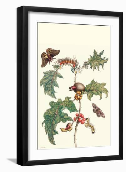 Moths and a Potato Plant-Maria Sibylla Merian-Framed Art Print