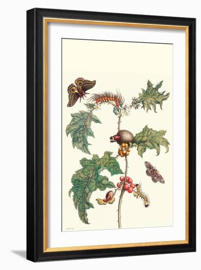 Moths and a Potato Plant-Maria Sibylla Merian-Framed Art Print