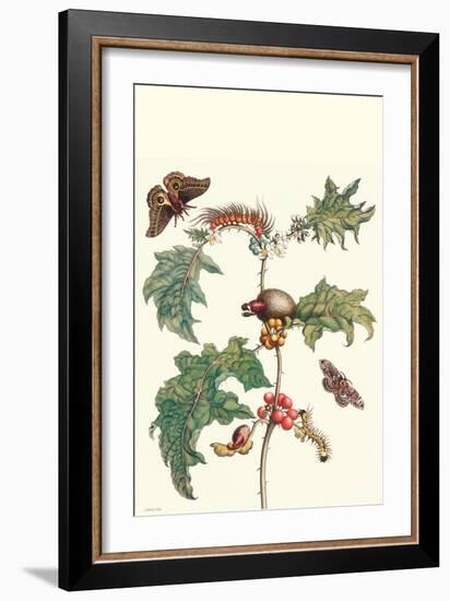 Moths and a Potato Plant-Maria Sibylla Merian-Framed Premium Giclee Print