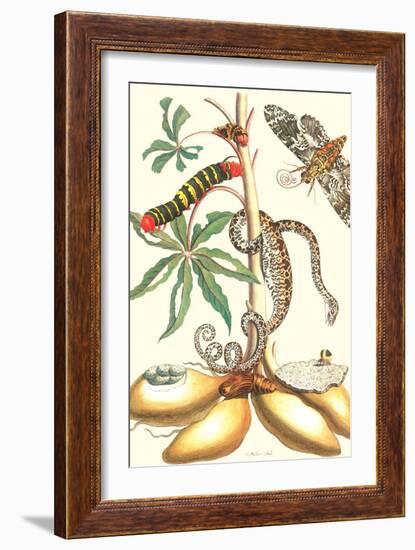 Moths and a Tree Boa-Maria Sibylla Merian-Framed Premium Giclee Print