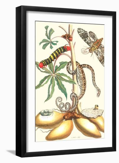 Moths and a Tree Boa-Maria Sibylla Merian-Framed Premium Giclee Print